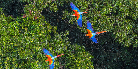 Celebrating World Rainforest Day 2024: Protecting Our Planet’s Lungs