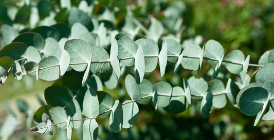 Eucalyptus is used to make tencel fabric