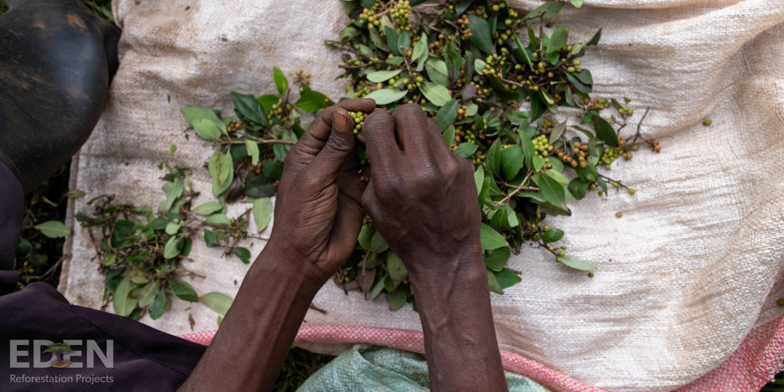 Eden Reforestation Projects Image of Hands with Seeds